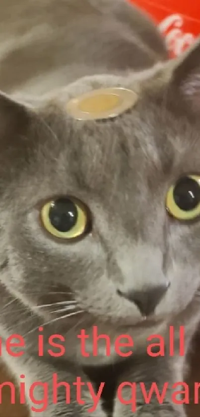 Grey cat with a playful text on brown table.