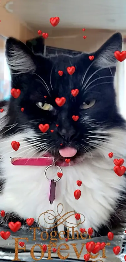 Adorable black and white cat with red hearts on mobile wallpaper.