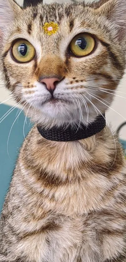 Brown tabby cat with yellow flower on forehead.