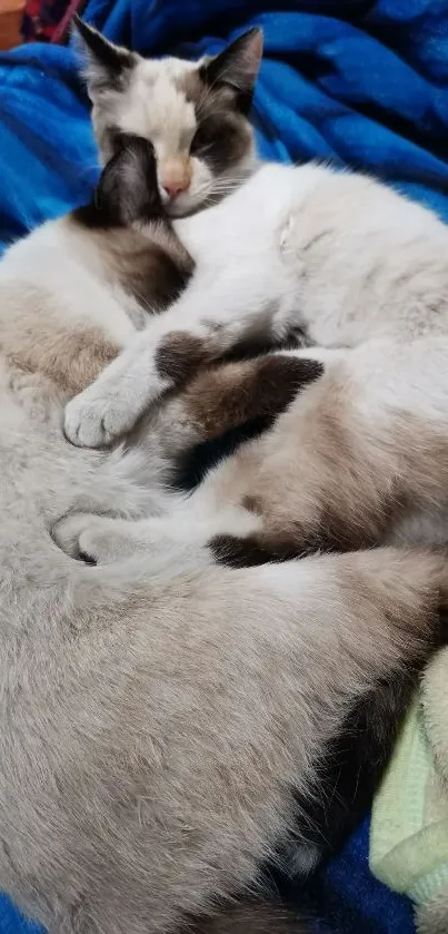 Two adorable cats cuddling on a blue blanket.