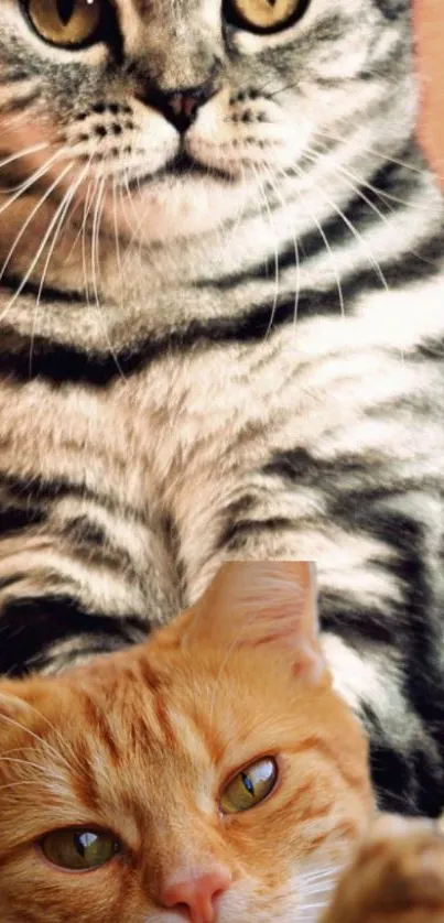 Two adorable cats posing in a playful portrait.