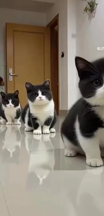 Three black and white cats sitting in a line indoors.