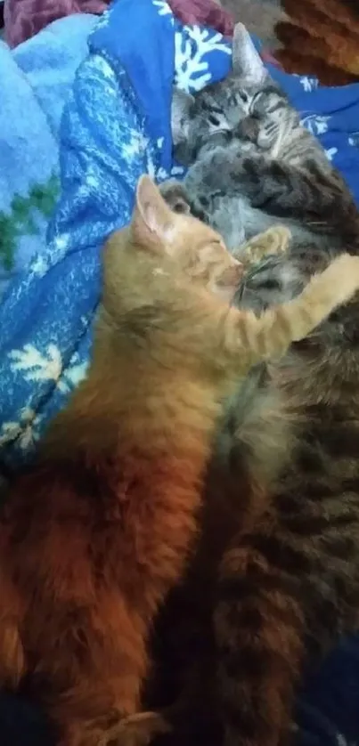 Two cats snuggling on a blue blanket, capturing a cozy and adorable moment.