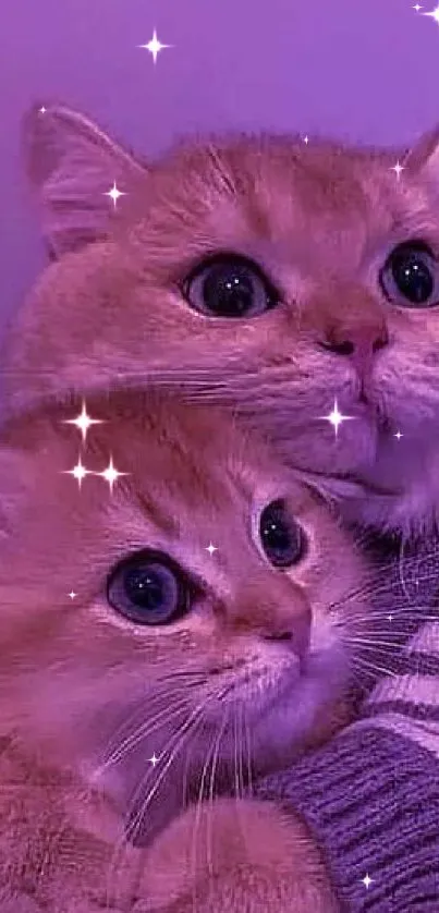 Two adorable cats in purple lighting, perfect wallpaper.