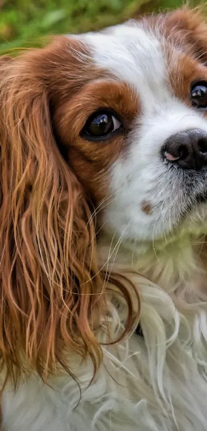 Adorable Cavalier King Charles Spaniel on green grass.