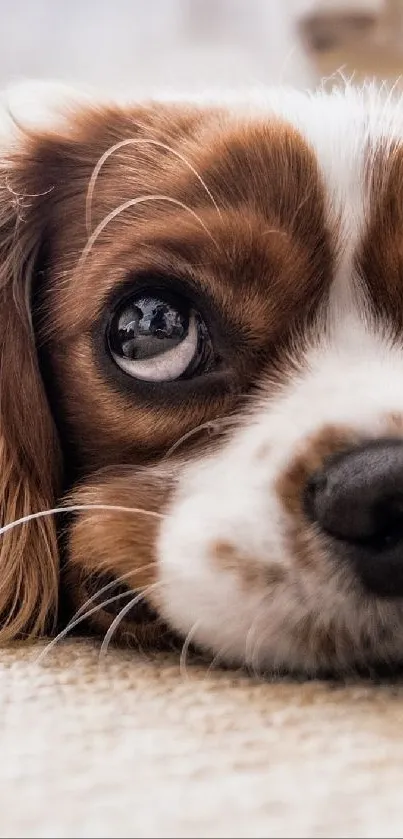 Close-up of Cavalier King Charles Spaniel with big eyes.