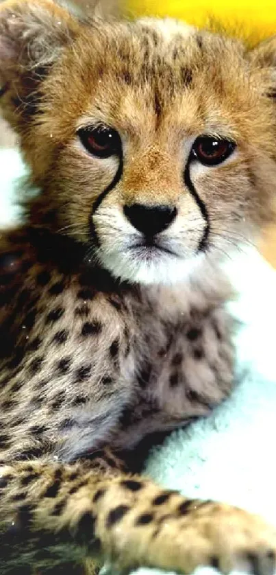 Cute cheetah cub relaxed with expressive eyes.