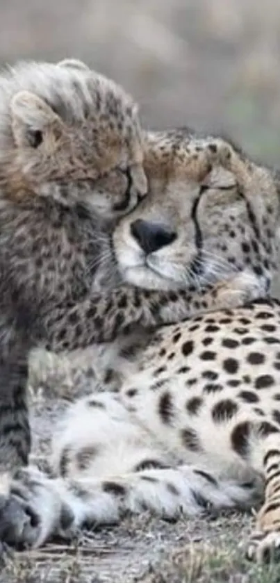 Cheetah cub snuggling with mother on grass.