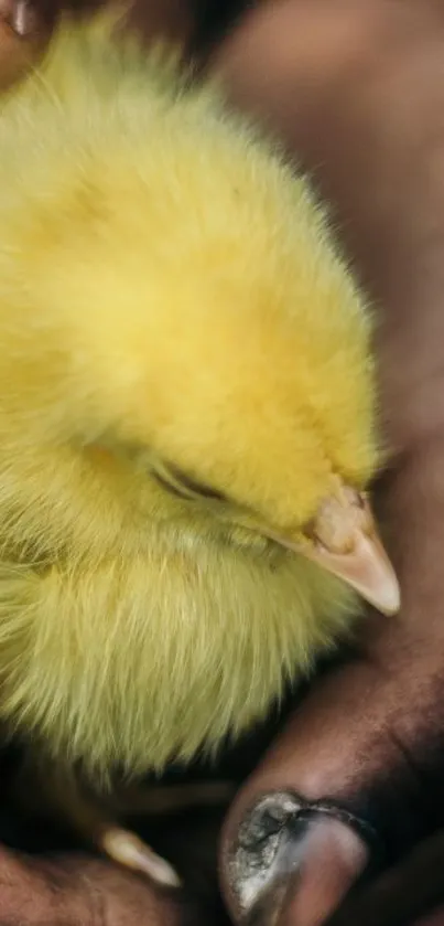 Close-up of a yellow chick nestled in human hands.