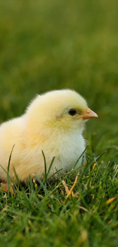 Fluffy chick on green grass next to eggshell.