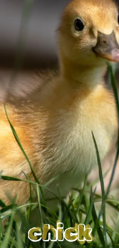 Cute chick standing in lush green grass.