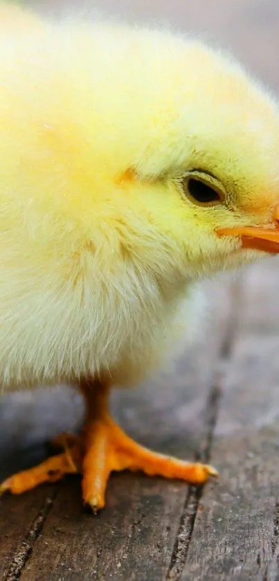 Cute yellow chick on rustic wooden surface wallpaper.