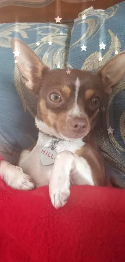 Adorable Chihuahua snuggled in red blanket with blue pillow background.