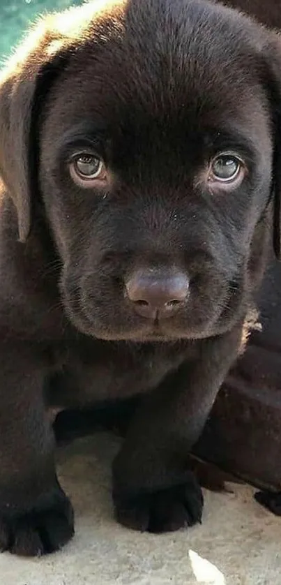 Close-up of a chocolate lab puppy's face on a mobile wallpaper.