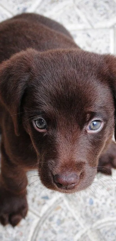 Adorable chocolate labrador puppy looking up.