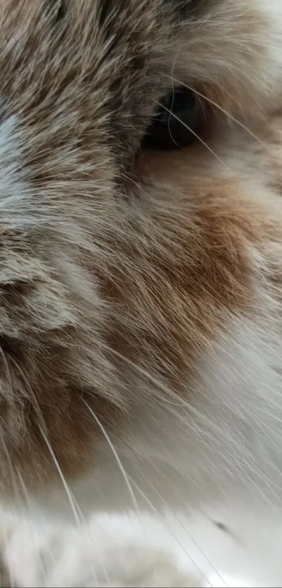 Close-up of a cute bunny with soft brown fur.