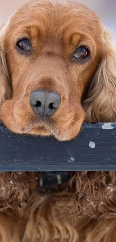 Cocker Spaniel with soulful eyes leaning on a fence.