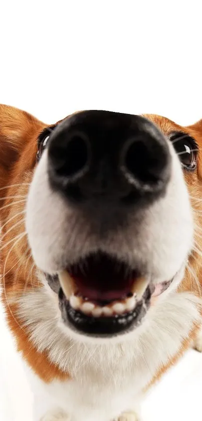 Close-up of a corgi's nose with white background.