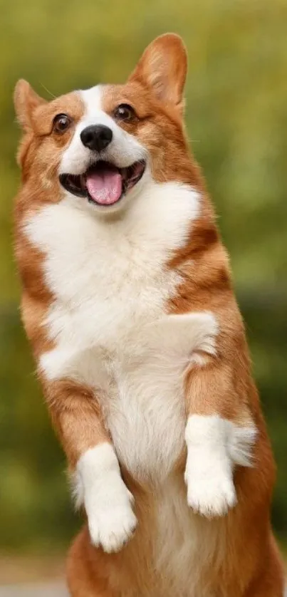 Playful corgi in nature, standing on hind legs with a green background.