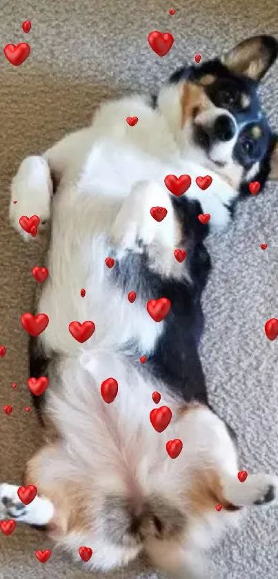 Playful Corgi laying on a beige carpet.