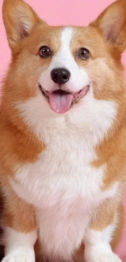 Corgi dog on pink background, tongue out.