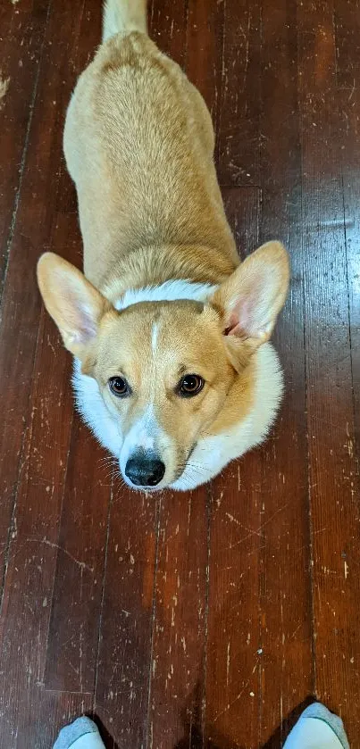 Adorable corgi standing on a wooden floor, looking up lovingly.