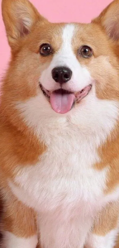 Happy Corgi in front of a pink background.