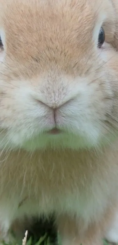 Adorable close-up of a cream bunny on grass.