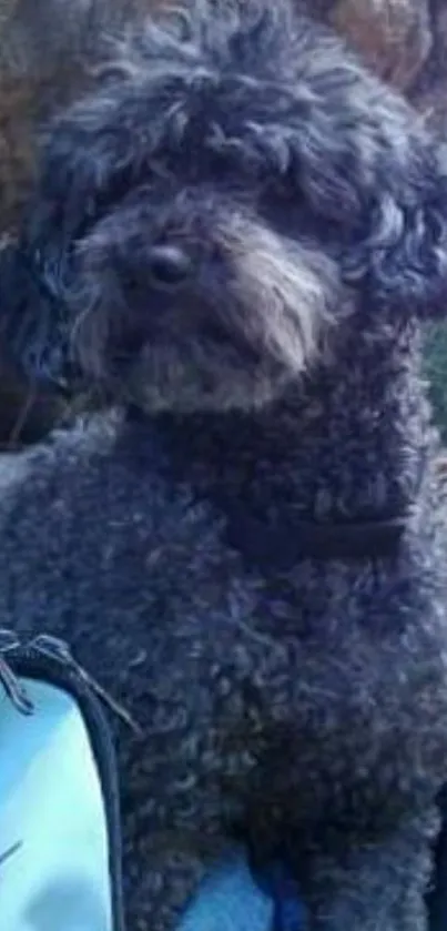 Curly-haired dog sitting outdoors.