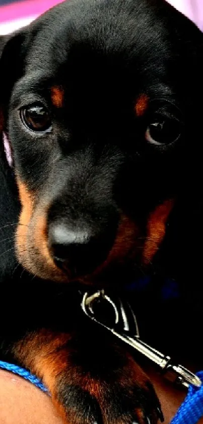 Cute black and tan dachshund puppy resting on a person's arm.