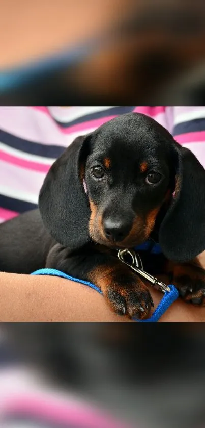 Adorable dachshund puppy held by a person in a striped shirt.