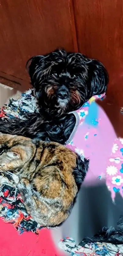 Fluffy black dog and tabby cat resting on colorful fabric.