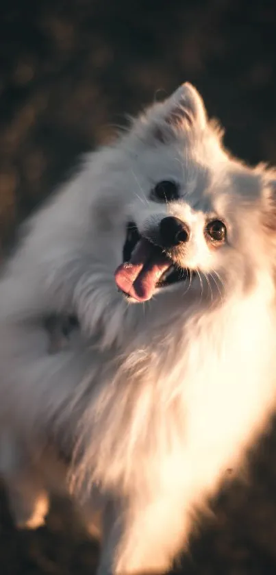 Cute fluffy dog enjoying the sunset glow.