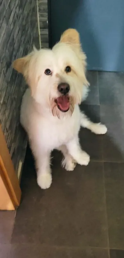 Cute fluffy dog sitting against stone wall indoors.