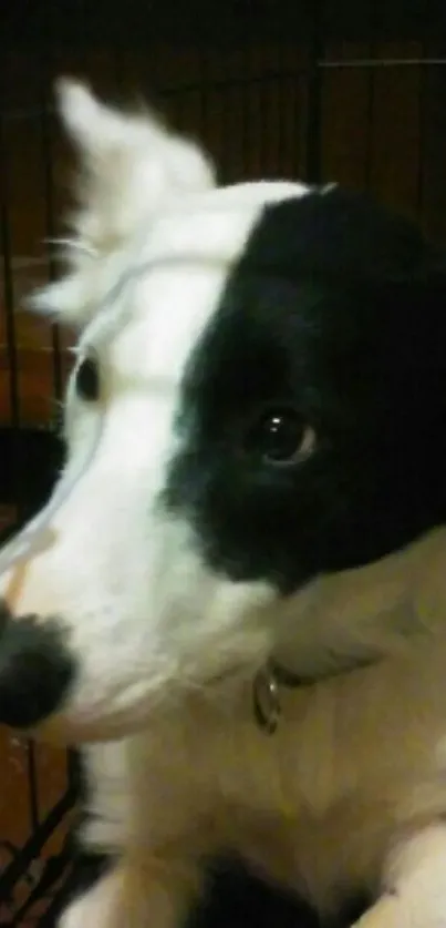 Close-up of a black and white dog looking curiously.