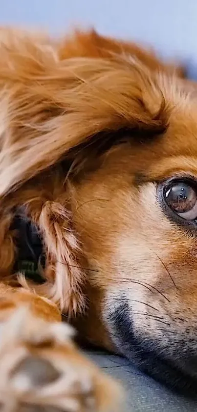 Close-up of an adorable brown dog lying down, gazing softly.