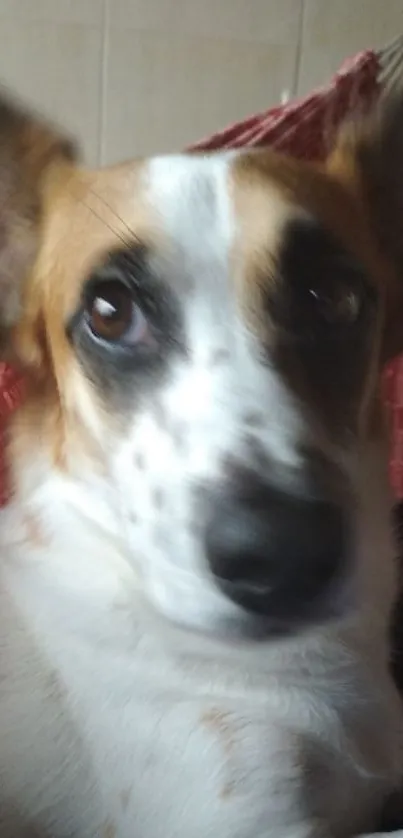 Close-up of a cute dog with expressive eyes and a soft, furry face.