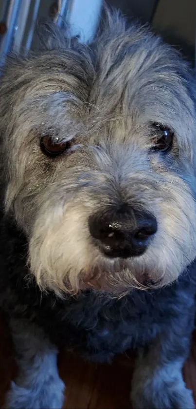 Close-up of an adorable gray dog with fluffy fur and expressive eyes.