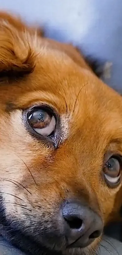 Close-up of a cute dog with brown fur and big eyes.