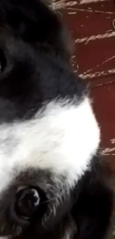 Close-up of an adorable black and white dog's face on a rustic brown background.