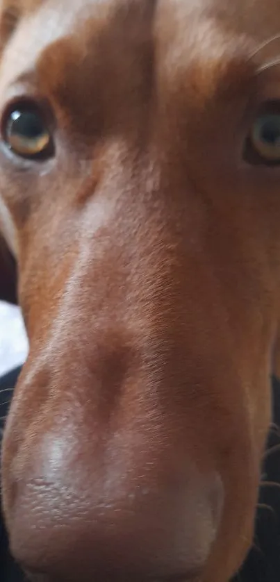 Close-up of an adorable dog with a brown nose and soft eyes.