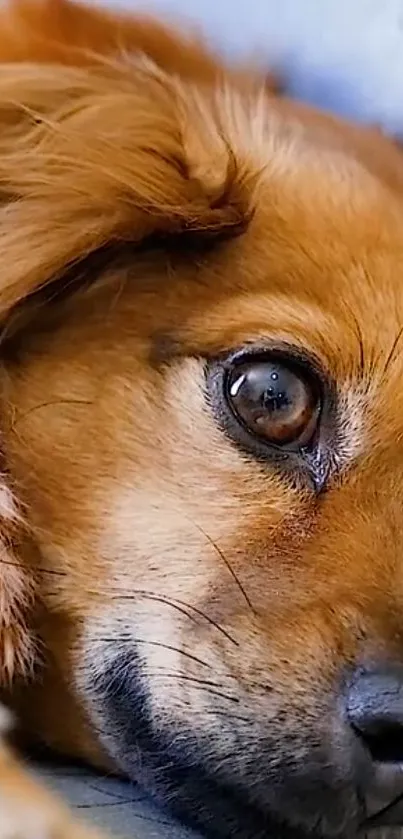 Close-up of cute dog with golden brown fur and expressive eye.