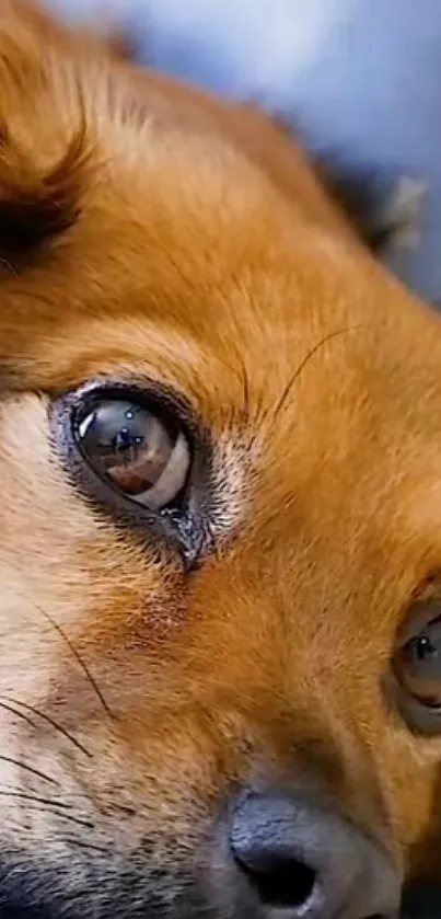 Close-up of a fluffy brown dog's face with expressive eyes.