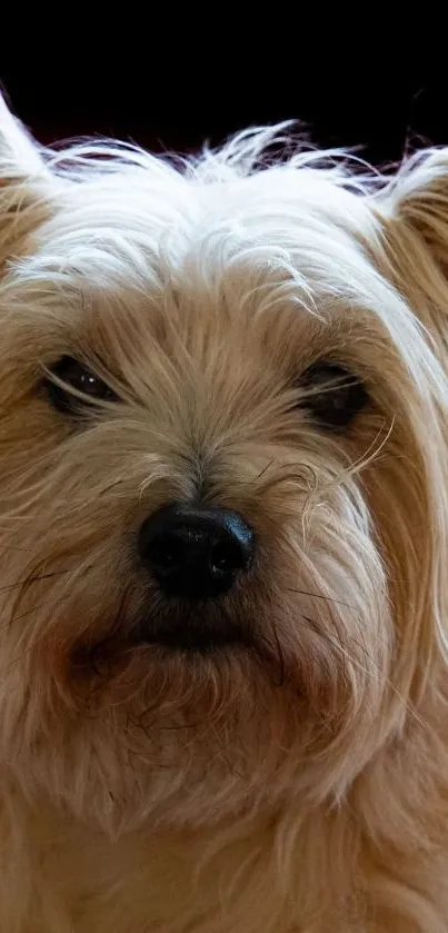 Fluffy dog portrait with beige fur and charming expression.