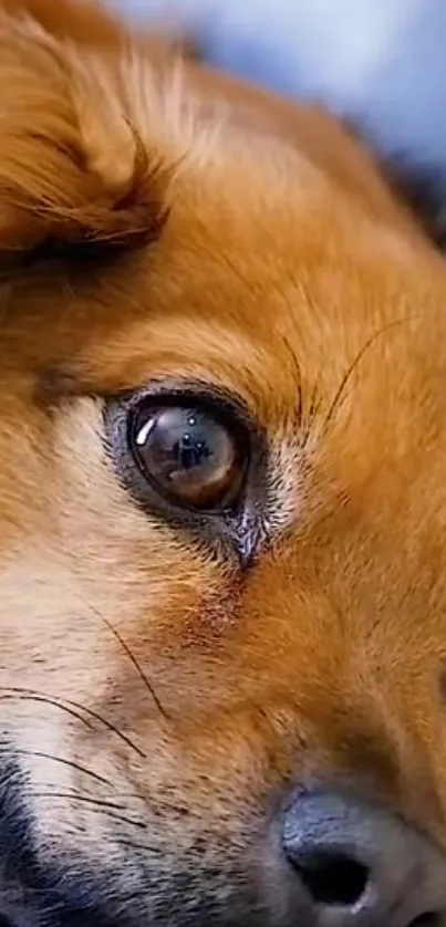 Close-up view of a cute brown dog's face with expressive eyes.