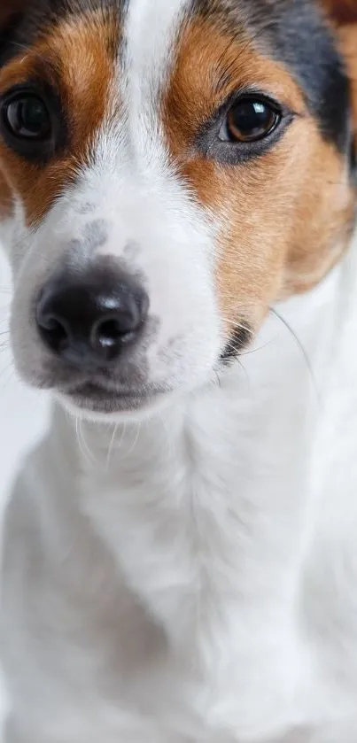 Close-up of an adorable Terrier dog on a white background, perfect for pet lovers.