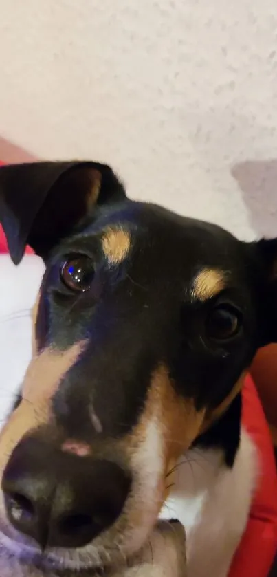 Close-up of a cute black and tan puppy with expressive eyes.