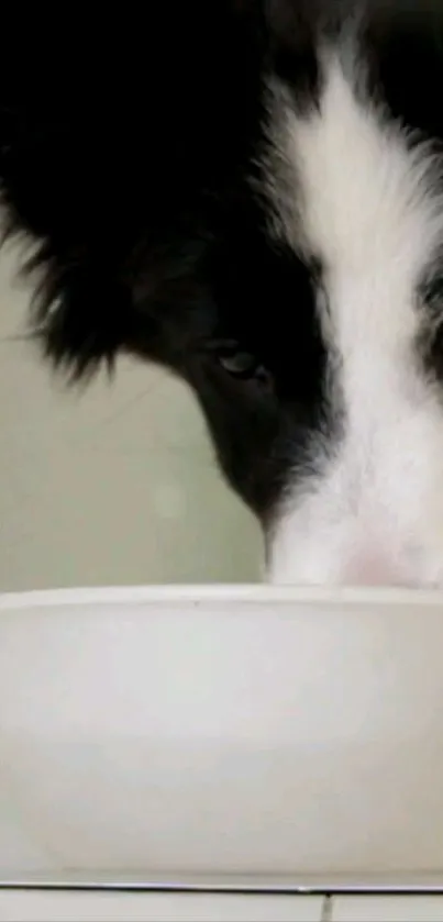 Adorable dog sipping from a white bowl wallpaper.