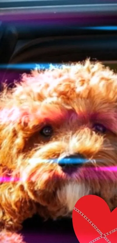 Curly-haired dog with heart and neon effect.