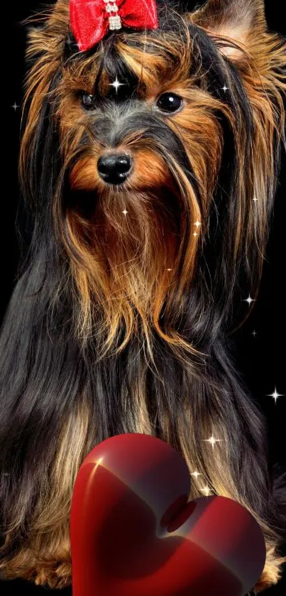 Yorkshire Terrier with red bow and heart design on black background mobile wallpaper.